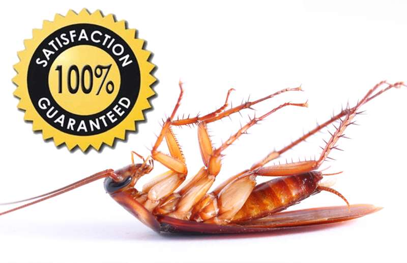 pest termite control in Dundee organic pest control companies in Dundee