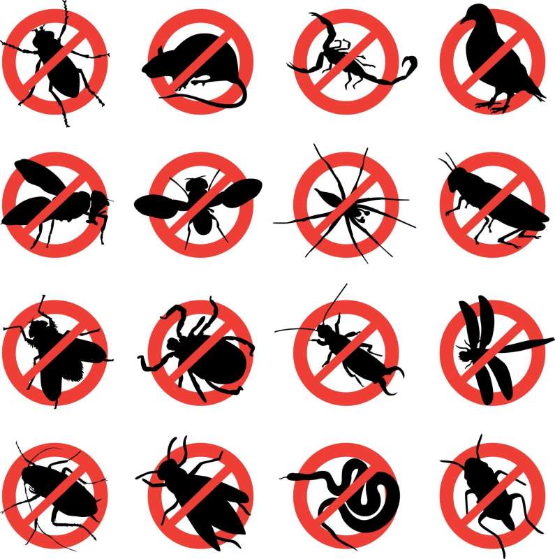 house pest control in Braman