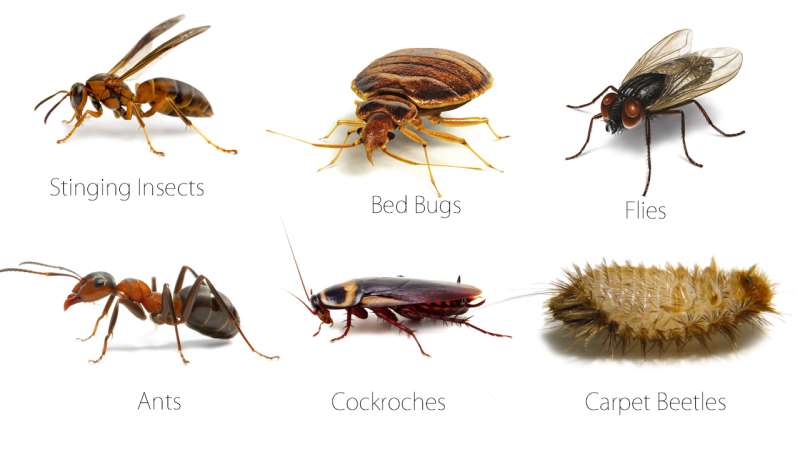 pest control specialists in Crewe commercial pest control companies in Crewe