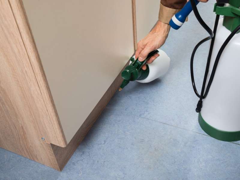 pest management services in Berea