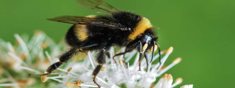 effective pest control in Rainier local pest control services in Rainier