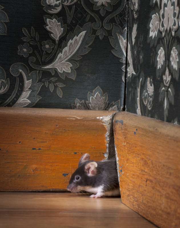 general pest control in Dibble emergency pest services in Dibble