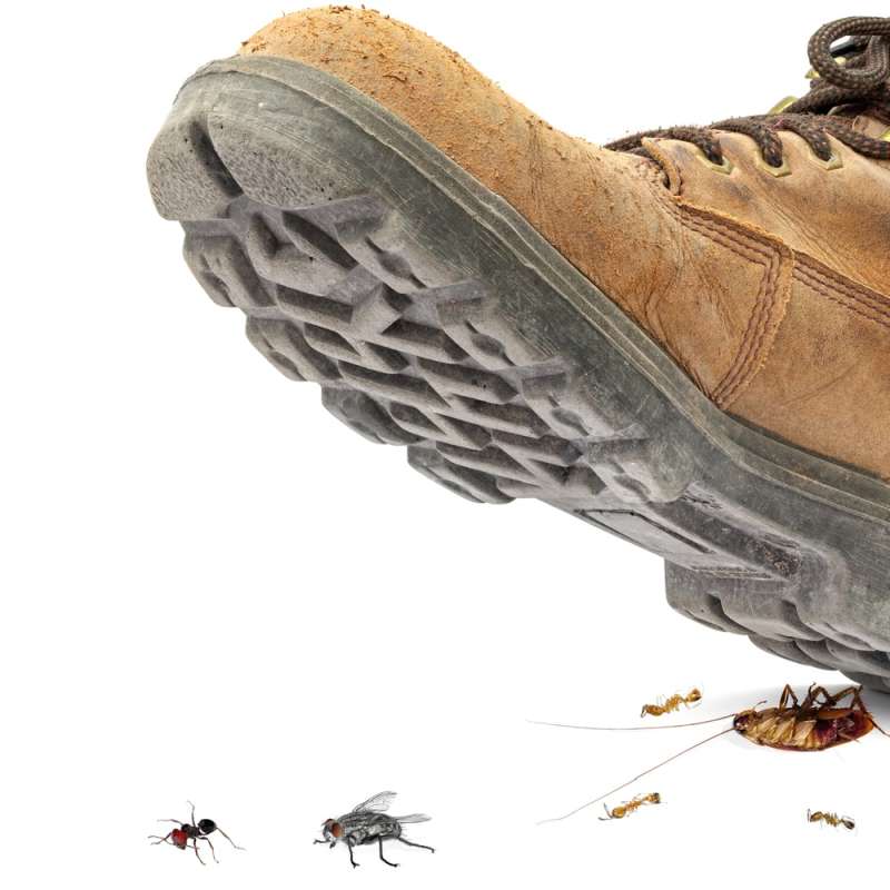 emergency pest removal in Woolwine urgent pest control in Woolwine