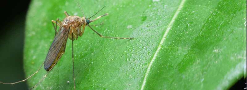 insect pest control in White Stone commercial pest control services in White Stone