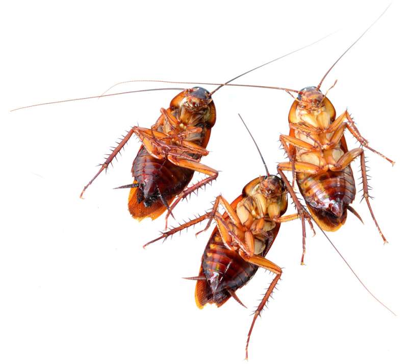 house pest control in Clear Brook millipede pest control in Clear Brook