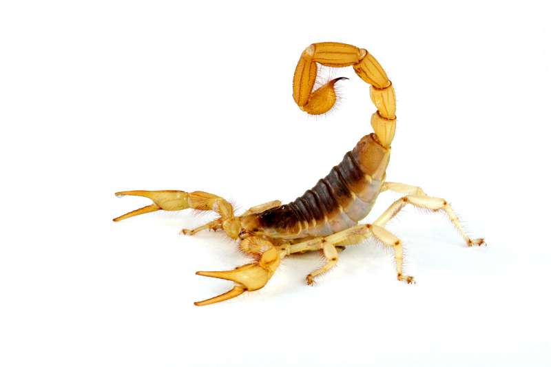 environmentally friendly pest control in Mohawk pest control hotline in Mohawk