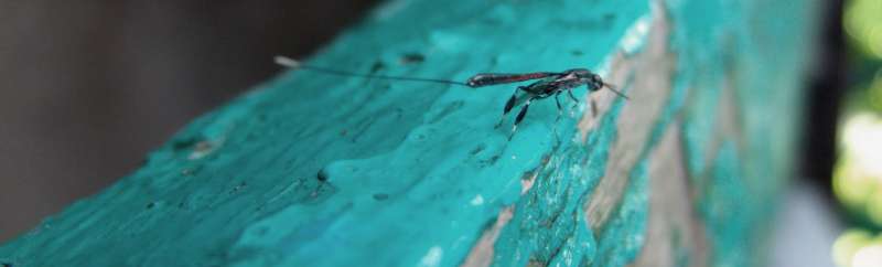 emergency pest control services in Erick garden pest control in Erick