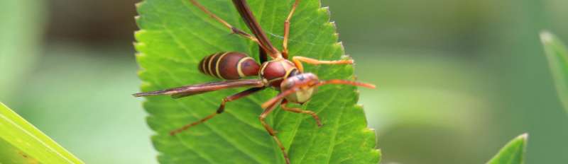 chemical pest control in Gilbert reliable pest control in Gilbert