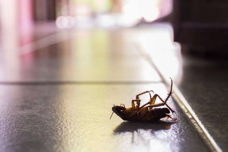discount pest control in Northfork bug emergency in Northfork