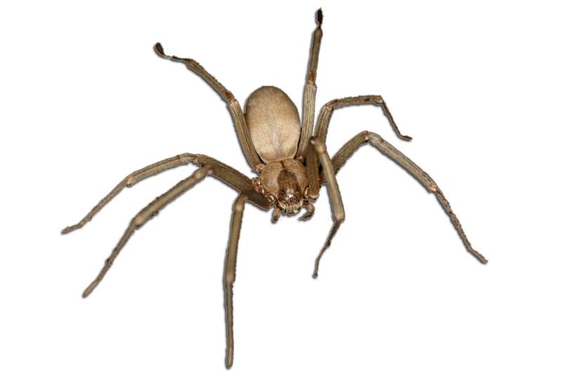 connors pest control in Cartersville