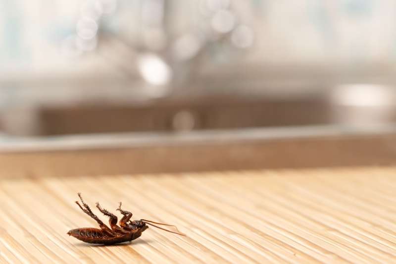 local pest control companies in Baskerville pest control bees in Baskerville