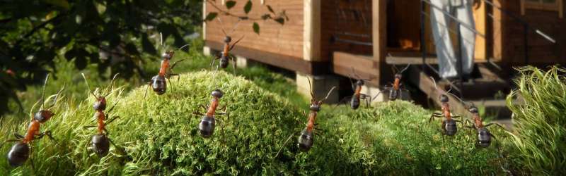 pest prevention in Gowen pest control bees in Gowen