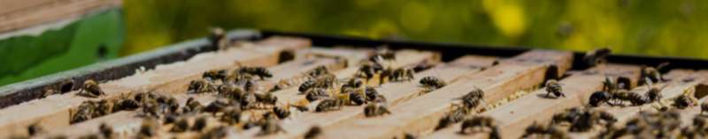 chemical pest control in Bakewell fly pest control in Bakewell