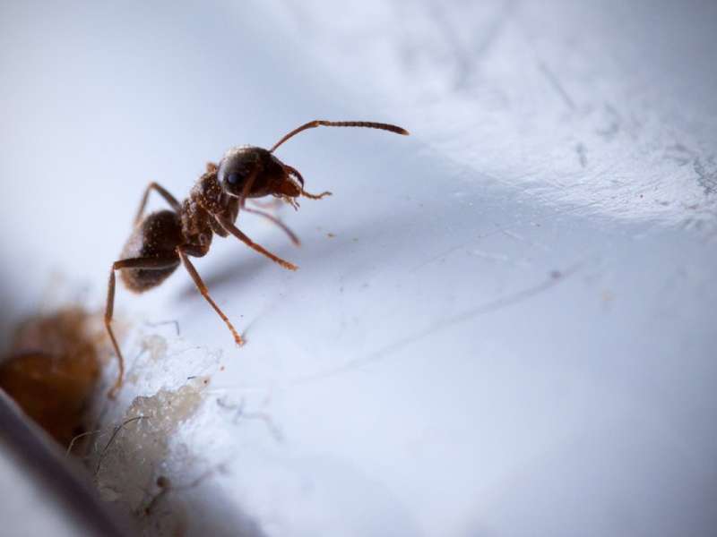 house pest control in Dibble pest control moles in Dibble