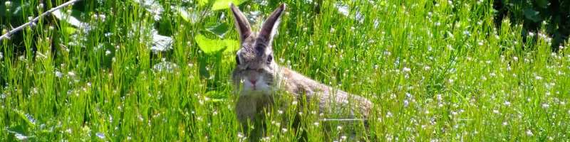 discount pest control in Aline scorpion pest control in Aline