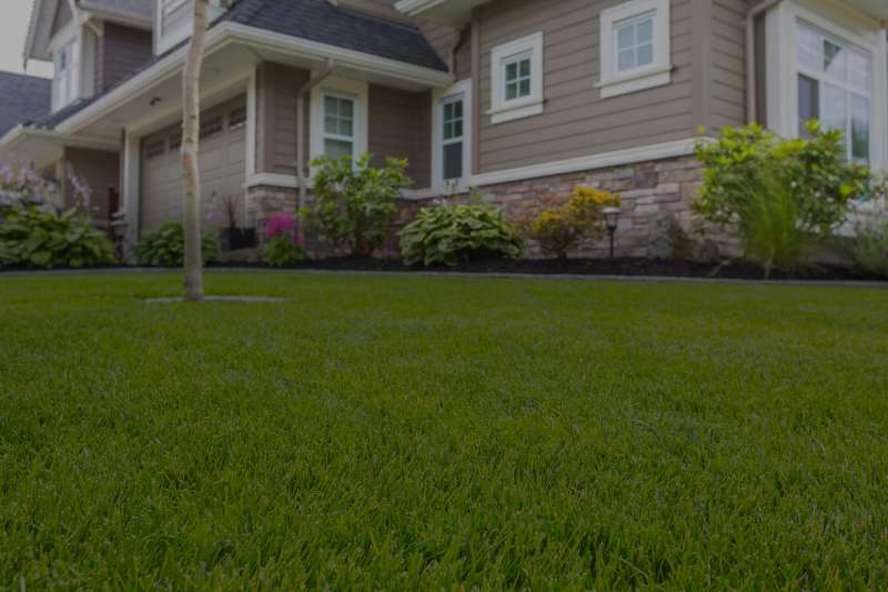 house pest control in Dundee bee pest control in Dundee