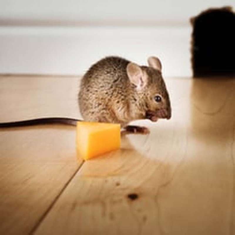 pest management professional in Braman