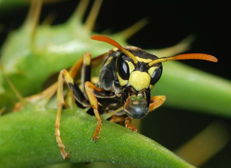 24 7 exterminator in Erick pest control program in Erick