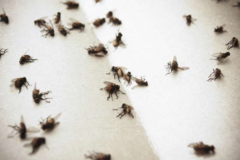 pest control bees in Hiltons gopher pest control in Hiltons