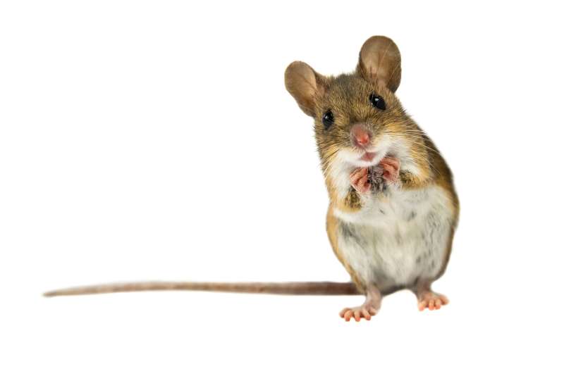 gopher pest control in Wardtown pest services in Wardtown