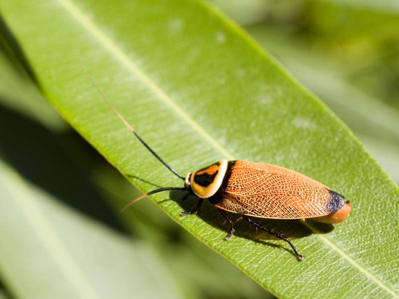 wasp pest control in Old Fields pest control 24 7 in Old Fields
