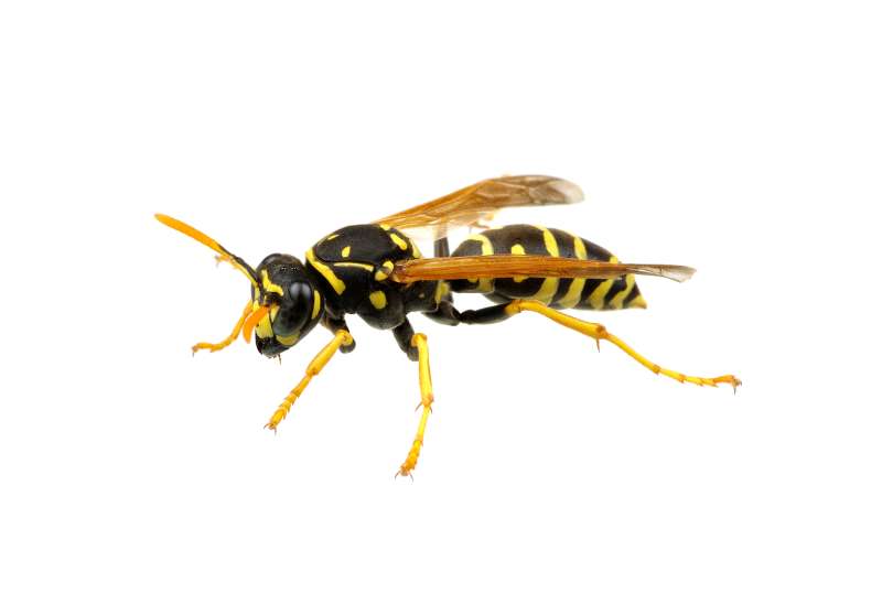 house pest control in Sumpter