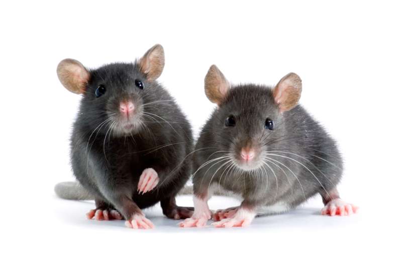 pet friendly pest control in Newbury pest control professional in Newbury