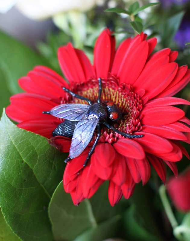 pest control shop in Shepherdstown pest control 24 hours in Shepherdstown