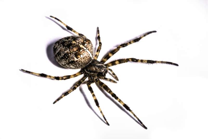 pest services in Trimble scorpion pest control in Trimble