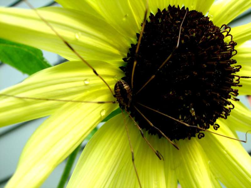 professional pest control services in Brooke pest control online in Brooke