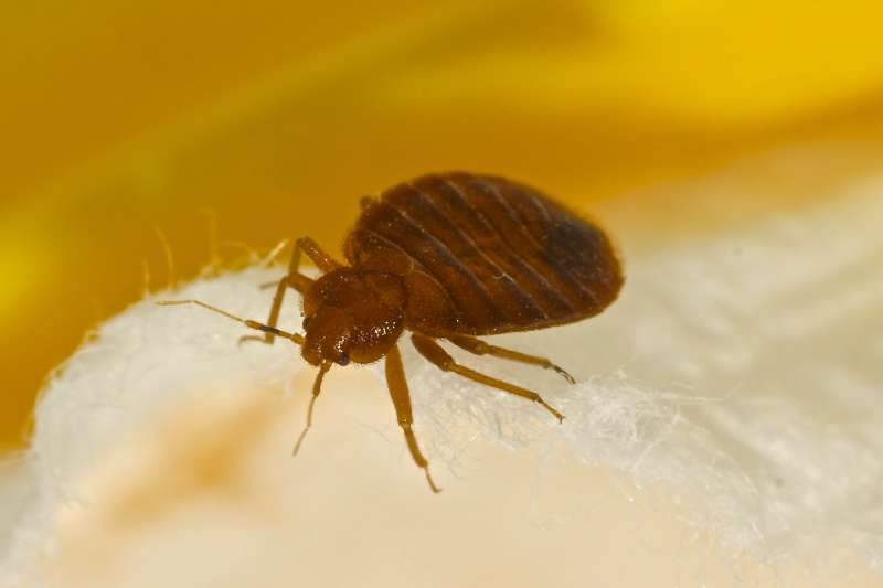 cockroach pest control in Fox pest free pest control in Fox