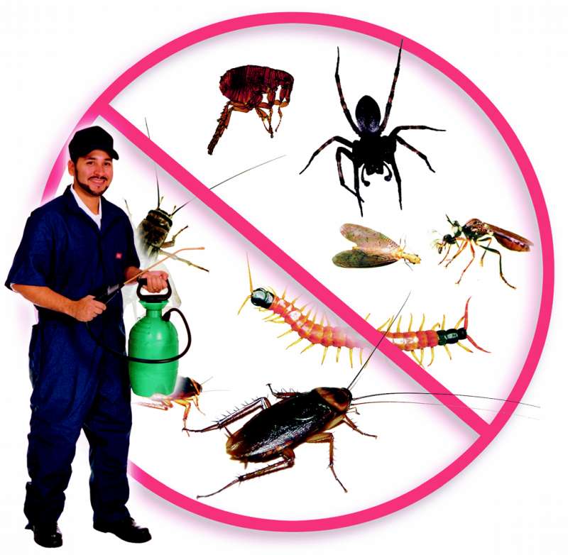 bug emergency in Wilsondale 247 pest control in Wilsondale
