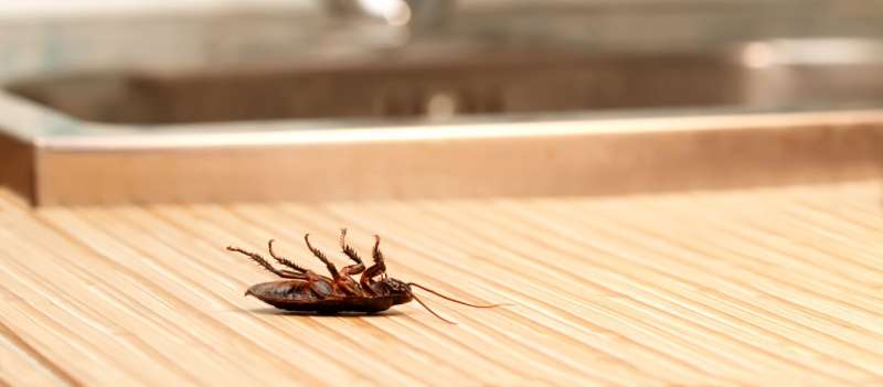 professional pest control company in Prince pest control pro in Prince