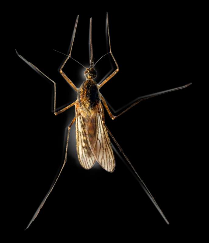 organic pest control companies in Dellrose urgent pest control in Dellrose